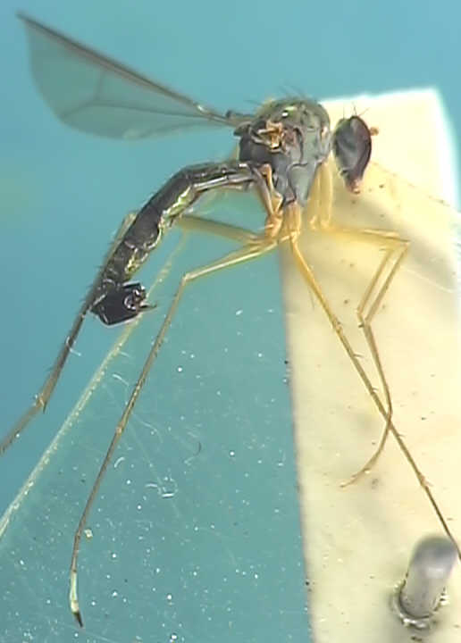 Sciapus platypterus
